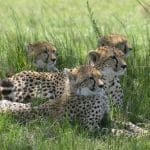 Safari fotografico en Masai Mara, parte II