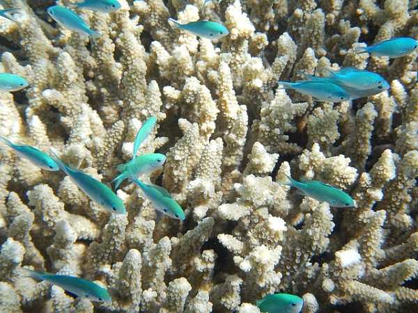 Corales. Como ir a la Gran Barrera de Coral