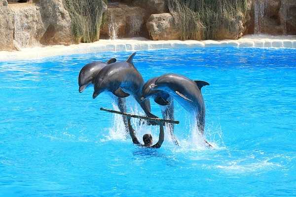 Delfines en el Loro Parque