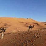 Excursión al desierto de Merzouga, Marruecos