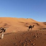 Excursión al desierto de Merzouga, Marruecos