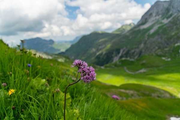 Flora en Austria