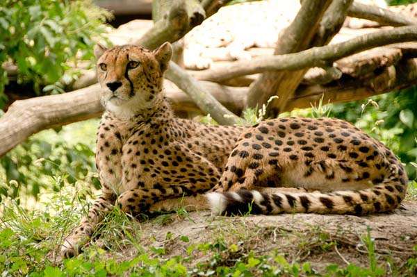 Leopardo - safari fotográfico Kenia