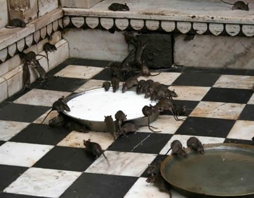 templo de las Ratas