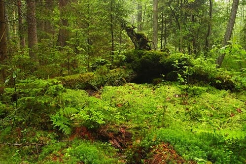 Parque Nacional de Bialowieski