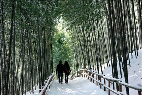 bosque-de-bambu-en-damyang