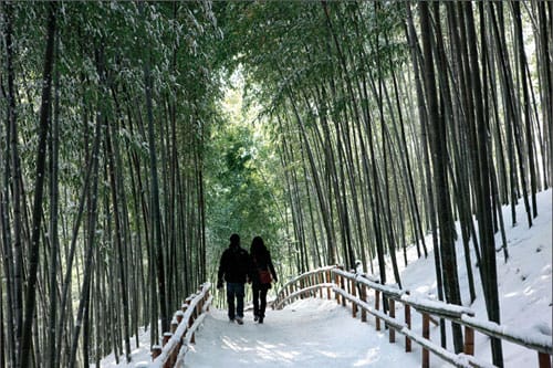 Los bambúes de Damyang, en Corea Los bambúes de Damyang, en Corea