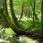 El bosque de Brocéliande, hogar de druidas