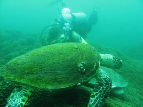 Islas Al-Dimaniyat, el mejor buceo en Omán Islas Al-Dimaniyat, el mejor buceo en Omán