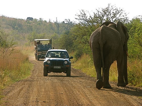 Caminar con elefantes, en Sudáfrica