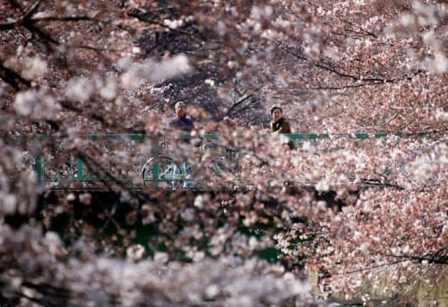 Cerezos en flor en Tokio