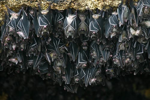 Las cuevas de murciéalgos de Tingkasan, en Filipinas