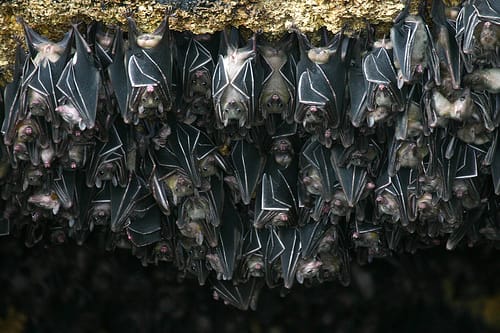 Las cuevas de murciéalgos de Tingkasan, en Filipinas Las cuevas de murciéalgos de Tingkasan, en Filipinas