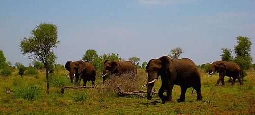 Parque Nacional Addo, el hogar de los elefantes sudafricanos