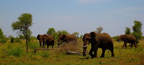 Parque Nacional Addo, el hogar de los elefantes sudafricanos Parque Nacional Addo, el hogar de los elefantes sudafricanos