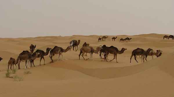 En camello por el desierto