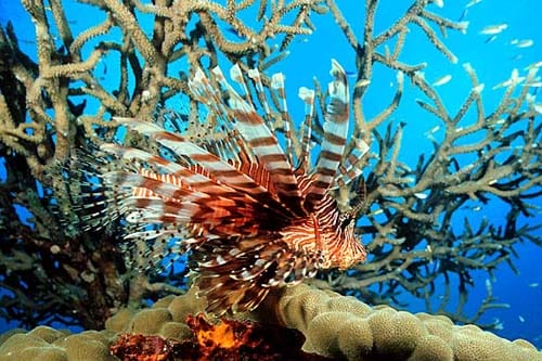 Bucear en las Islas Fiji Bucear en las Islas Fiji