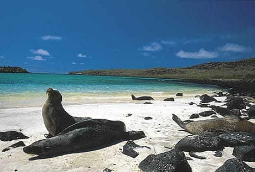 Las islas Galapagos Las islas Galapagos