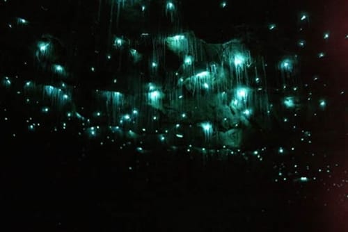 Waitomo Caves, una cueva con su propio cielo