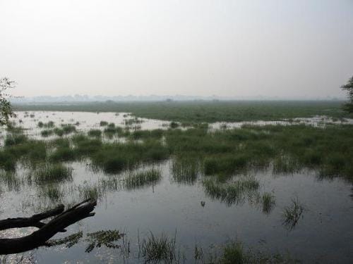 El Parque Nacional Keoladeo, en la India El Parque Nacional Keoladeo, en la India