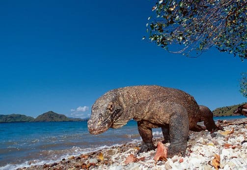 Parque Nacional de Komodo, en Indonesia Parque Nacional de Komodo, en Indonesia