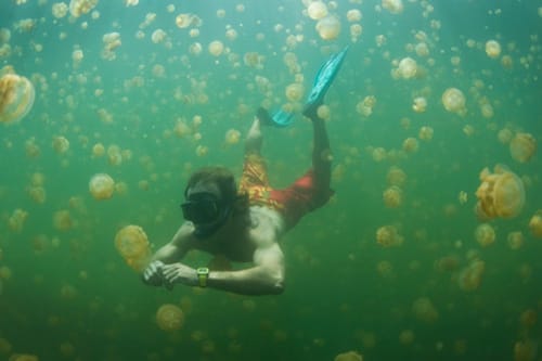 lago-de-medusas-en-palau