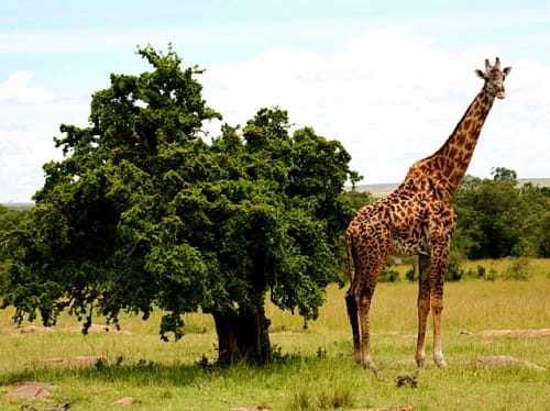Ecoturismo en Laikipia, Kenia