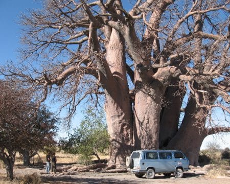 Baobab en Makgadikgadi