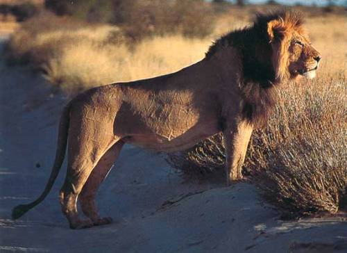 El Desierto de Kalahari, en Namibia El Desierto de Kalahari, en Namibia