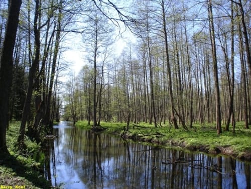 El Bosque de Bialowieza El Bosque de Bialowieza