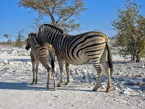 El Parque Nacional Etosha, en Namibia