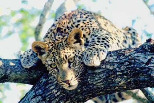 El Parque Nacional Kruger, en Sudafrica