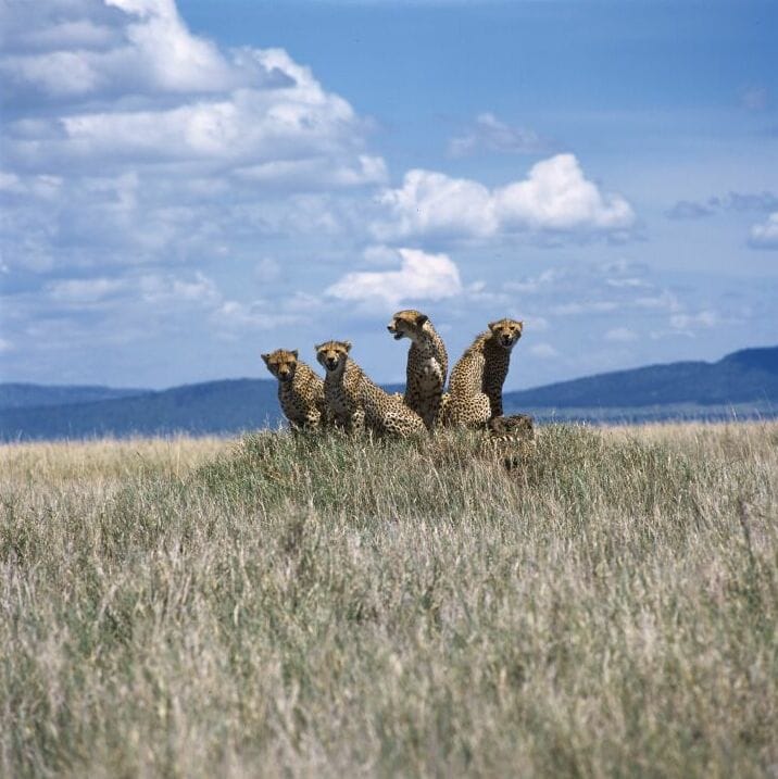 El Parque Nacional Serengueti, en Tanzania El Parque Nacional Serengueti, en Tanzania