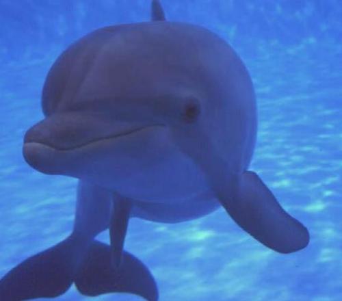 Nadar con delfines, en México Nadar con delfines, en México