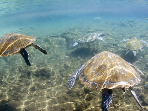 Nadar con tortugas en Satoalepai, en Samoa