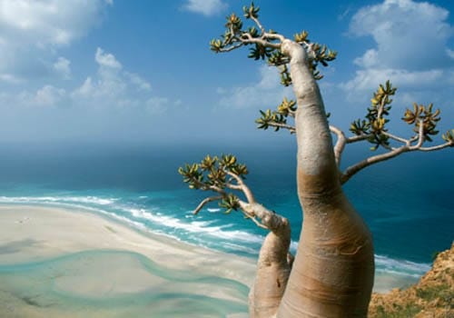 Socotra, destino único en el Índico