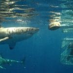 Nadar entre tiburones blancos en Sudáfrica