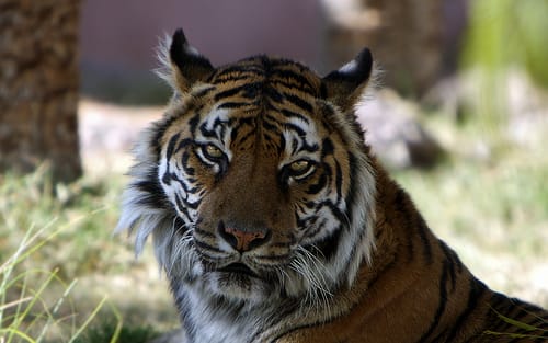 Tigre de Sumatra en Phoenix Zoo